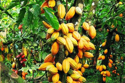Cacaoyer