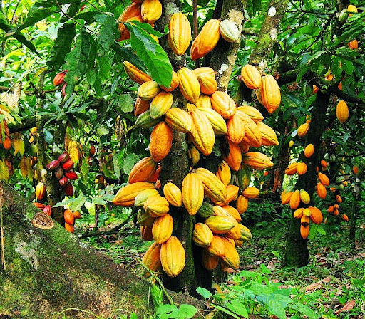 Cacaoyer